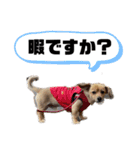 買ってくれワン（個別スタンプ：5）