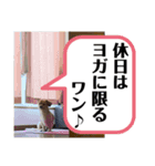 買ってくれワン（個別スタンプ：11）