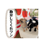 買ってくれワン（個別スタンプ：12）
