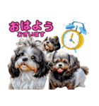 私の家族のシーズー犬 4（個別スタンプ：1）