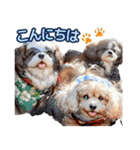 私の家族のシーズー犬 4（個別スタンプ：2）