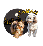 私の家族のシーズー犬 4（個別スタンプ：3）
