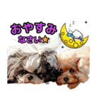 私の家族のシーズー犬 4（個別スタンプ：4）
