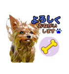 私の家族のシーズー犬 4（個別スタンプ：6）