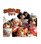私の家族のシーズー犬 4（個別スタンプ：8）