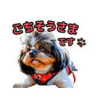 私の家族のシーズー犬 4（個別スタンプ：9）