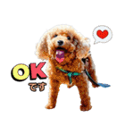 私の家族のシーズー犬 4（個別スタンプ：10）