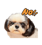 私の家族のシーズー犬 4（個別スタンプ：11）