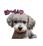 私の家族のシーズー犬 4（個別スタンプ：12）