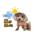 私の家族のシーズー犬 4（個別スタンプ：14）