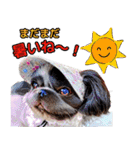 私の家族のシーズー犬 4（個別スタンプ：15）