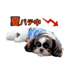 私の家族のシーズー犬 4（個別スタンプ：16）