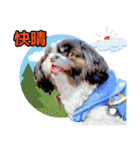 私の家族のシーズー犬 4（個別スタンプ：17）