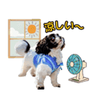 私の家族のシーズー犬 4（個別スタンプ：18）