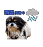 私の家族のシーズー犬 4（個別スタンプ：20）