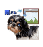 私の家族のシーズー犬 4（個別スタンプ：21）