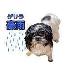 私の家族のシーズー犬 4（個別スタンプ：22）
