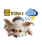 私の家族のシーズー犬 4（個別スタンプ：23）