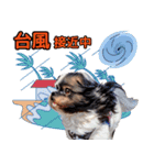 私の家族のシーズー犬 4（個別スタンプ：24）