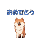 柴犬のコタロウ（個別スタンプ：4）