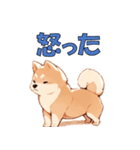 柴犬のコタロウ（個別スタンプ：7）