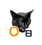 黒猫ぐー姫カレンダー（前半）（個別スタンプ：1）