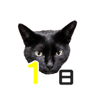黒猫ぐー姫カレンダー（前半）（個別スタンプ：2）