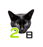黒猫ぐー姫カレンダー（前半）（個別スタンプ：3）