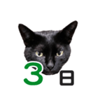 黒猫ぐー姫カレンダー（前半）（個別スタンプ：4）