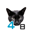 黒猫ぐー姫カレンダー（前半）（個別スタンプ：5）