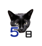 黒猫ぐー姫カレンダー（前半）（個別スタンプ：6）