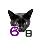 黒猫ぐー姫カレンダー（前半）（個別スタンプ：7）