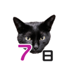 黒猫ぐー姫カレンダー（前半）（個別スタンプ：8）