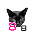 黒猫ぐー姫カレンダー（前半）（個別スタンプ：9）