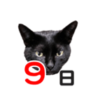黒猫ぐー姫カレンダー（前半）（個別スタンプ：10）