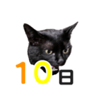 黒猫ぐー姫カレンダー（前半）（個別スタンプ：11）