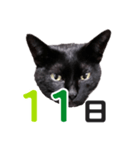 黒猫ぐー姫カレンダー（前半）（個別スタンプ：12）