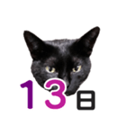 黒猫ぐー姫カレンダー（前半）（個別スタンプ：14）