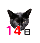 黒猫ぐー姫カレンダー（前半）（個別スタンプ：15）