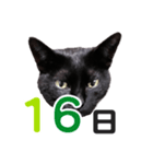 黒猫ぐー姫カレンダー（後半）（個別スタンプ：1）