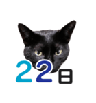 黒猫ぐー姫カレンダー（後半）（個別スタンプ：7）