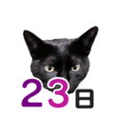 黒猫ぐー姫カレンダー（後半）（個別スタンプ：8）