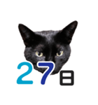 黒猫ぐー姫カレンダー（後半）（個別スタンプ：12）