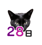 黒猫ぐー姫カレンダー（後半）（個別スタンプ：13）