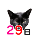 黒猫ぐー姫カレンダー（後半）（個別スタンプ：14）