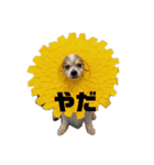 はまだじんくん（個別スタンプ：3）