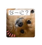 まろさくくるあずいろゆきふう（個別スタンプ：6）