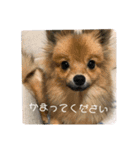 まろさくくるあずいろゆきふう（個別スタンプ：8）