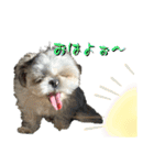めめわん2（個別スタンプ：1）