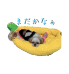 めめわん2（個別スタンプ：12）
